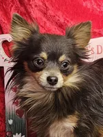 Bluey, a male Chihuahua for sale in West Plains, MO – Photo 1 of 4