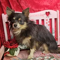 Bluey, a male Chihuahua for sale in West Plains, MO – Photo 2 of 4