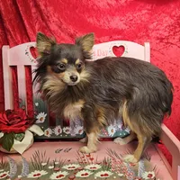 Bluey, a male Chihuahua for sale in West Plains, MO – Photo 3 of 4