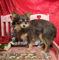 Bluey, a male Chihuahua for sale in West Plains, MO – Photo 3 of 4