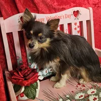 Bluey, a male Chihuahua for sale in West Plains, MO – Photo 4 of 4