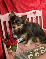 Bluey, a male Chihuahua for sale in West Plains, MO – Photo 4 of 4