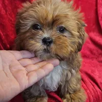 Comet, a male Shihpoo for sale in West Plains, MO – Photo 1 of 7