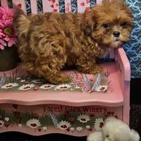 Comet, a male Shihpoo for sale in West Plains, MO – Photo 7 of 7