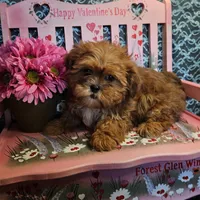 Comet, a male Shihpoo for sale in West Plains, MO – Photo 6 of 7