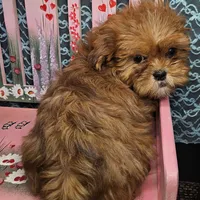 Comet, a male Shihpoo for sale in West Plains, MO – Photo 5 of 7