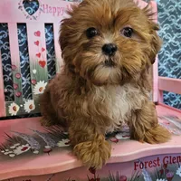 Comet, a male Shihpoo for sale in West Plains, MO – Photo 3 of 7