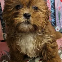 Comet, a male Shihpoo for sale in West Plains, MO – Photo 2 of 7