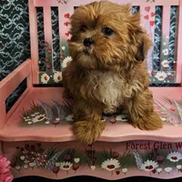 Comet, a male Shihpoo for sale in West Plains, MO – Photo 4 of 7