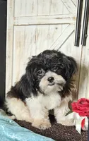 Blitzen, a male Shihpoo for sale in West Plains, MO – 2 of 5