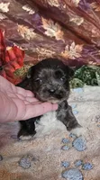Donner, a male Shihpoo for sale in West Plains, MO – Photo 1 of 2
