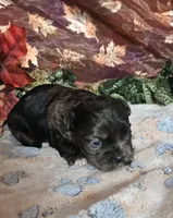 Donner, a male Shihpoo for sale in West Plains, MO – Photo 2 of 2