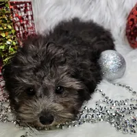 Little Boy Blue, a male Poodle - Toy  for sale in West Plains, MO – Photo 6 of 7