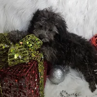 Little Boy Blue, a male Poodle - Toy  for sale in West Plains, MO – Photo 7 of 7