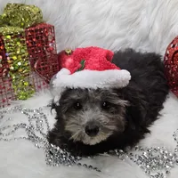 Little Boy Blue, a male Poodle - Toy  for sale in West Plains, MO – Photo 1 of 7