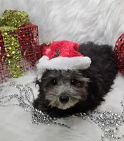 Little Boy Blue, a male Poodle - Toy  for sale in West Plains, MO – Photo 1 of 7