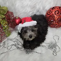 Little Boy Blue, a male Poodle - Toy  for sale in West Plains, MO – Photo 5 of 7
