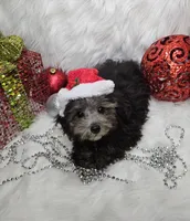 Little Boy Blue, a male Poodle - Toy  for sale in West Plains, MO – Photo 5 of 7