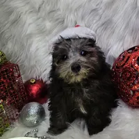 Little Boy Blue, a male Poodle - Toy  for sale in West Plains, MO – Photo 3 of 7