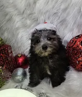 Little Boy Blue, a male Poodle - Toy  for sale in West Plains, MO – Photo 3 of 7