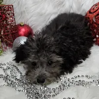 Little Boy Blue, a male Poodle - Toy  for sale in West Plains, MO – Photo 4 of 7