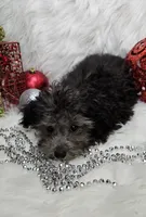 Little Boy Blue, a male Poodle - Toy  for sale in West Plains, MO – Photo 4 of 7