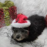 Little Boy Blue, a male Poodle - Toy  for sale in West Plains, MO – Photo 2 of 7