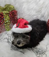 Little Boy Blue, a male Poodle - Toy  for sale in West Plains, MO – Photo 2 of 7
