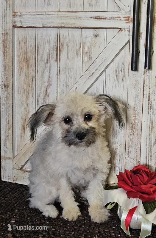 Taz – Pomapoo puppy for sale in West Plains, MO