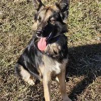 Roscoe, a male Australian Shepherd and German Shepherd Dog for sale in West Plains, MO – Photo 1 of 2
