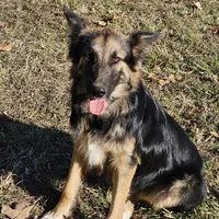 Roscoe, a male Australian Shepherd and German Shepherd Dog for sale in West Plains, MO – Photo 2 of 2