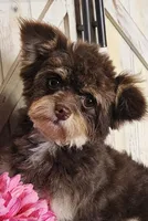 Monkee, a male Pomapoo for sale in West Plains, MO – 2 of 4