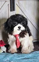 Blitzen, a male Shihpoo for sale in West Plains, MO – 5 of 5