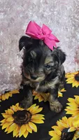 Trixie, a female Yorkipoo for sale in West Plains, MO – Photo 3 of 8