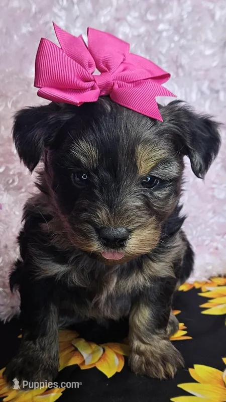 Trixie – Yorkipoo puppy for sale in West Plains, MO