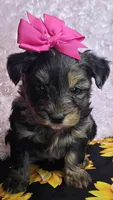 Trixie, a female Yorkipoo for sale in West Plains, MO – Photo 1 of 8