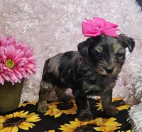 Trixie, a female Yorkipoo for sale in West Plains, MO – Photo 6 of 8