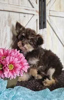 Monkee, a male Pomapoo for sale in West Plains, MO – 4 of 4