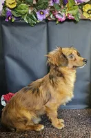 Scooby, a male Chiweenie for sale in West Plains, MO – 4 of 4