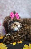 Bunny, a female Shihpoo for sale in West Plains, MO – Photo 8 of 8