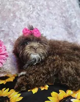Bunny, a female Shihpoo for sale in West Plains, MO – Photo 6 of 8