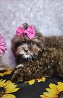 Bunny, a female Shihpoo for sale in West Plains, MO – Photo 7 of 8