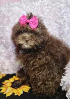 Bunny, a female Shihpoo for sale in West Plains, MO – Photo 5 of 8