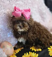 Bunny, a female Shihpoo for sale in West Plains, MO – Photo 4 of 8