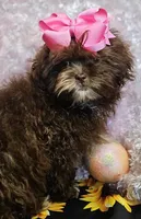 Bunny, a female Shihpoo for sale in West Plains, MO – Photo 3 of 8