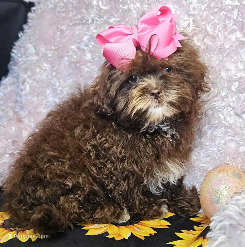 Bunny – Shihpoo puppy for sale in West Plains, MO