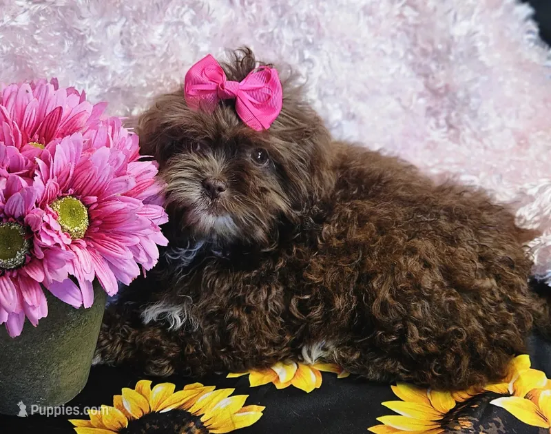 Bunny – Shihpoo puppy for sale in West Plains, MO