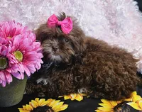 Bunny, a female Shihpoo for sale in West Plains, MO – Photo 2 of 8