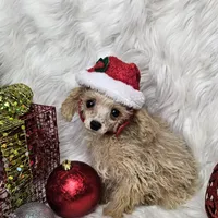 Jingle, a male Poodle - Toy  for sale in West Plains, MO – Photo 6 of 8