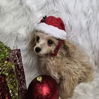 Jingle, a male Poodle - Toy  for sale in West Plains, MO – Photo 5 of 8